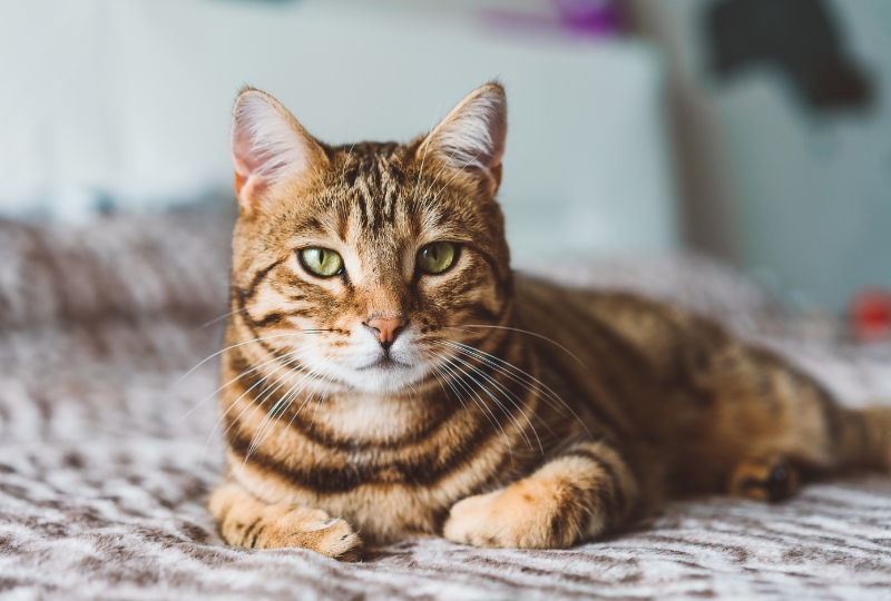 como-los-veterinarios-apoyan-la-salud-y-la-felicidad-a-largo-plazo-de-su-mascota