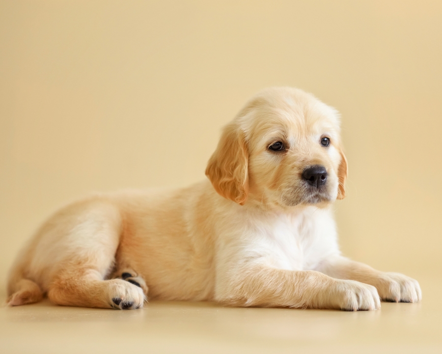 primera-visita-de-su-mascota-al-veterinario-guia