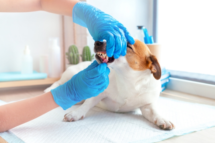 por-que-la-limpieza-dental-regular-es-vital-para-la-salud-general-de-su-mascota