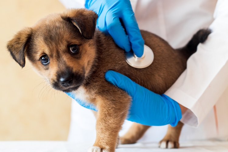 la-importancia-de-los-chequeos-veterinarios-segun-la-edad-de-tu-mascota