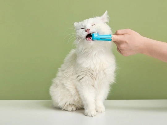 7 Señales de Dolor Dental en Perros y Gatos