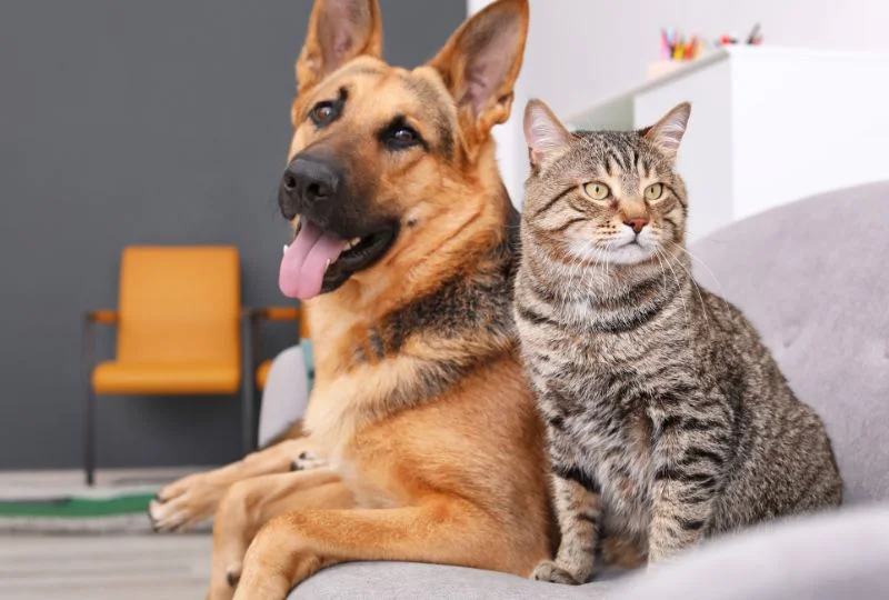 Cómo Reconocer Cambios de Comportamiento que Requieren Atención Veterinaria