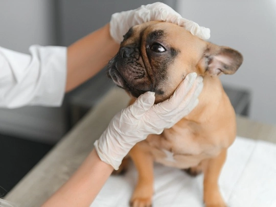Pérdida de Peso en Mascotas: ¿Cuándo Debes Consultar a un Veterinario?