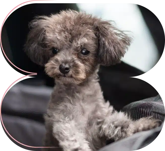 Grooming Para Mascotas