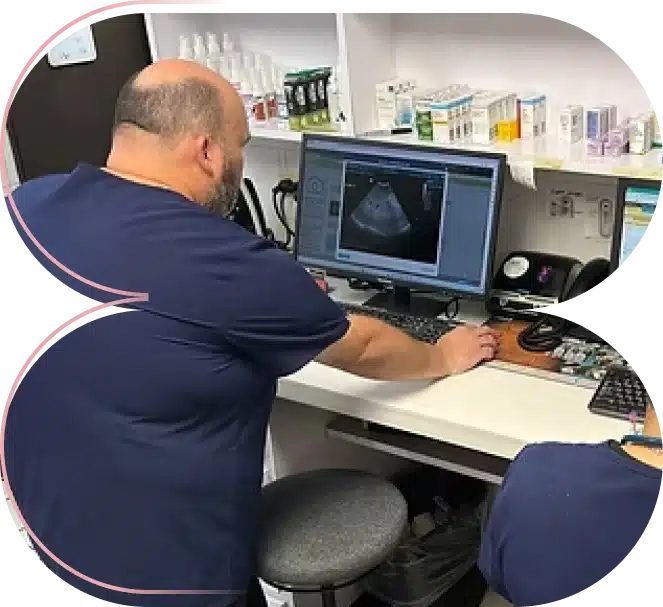 Ultrasonido Veterinario