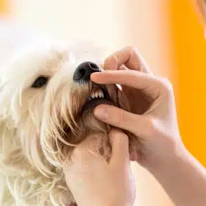 img-service-Dental