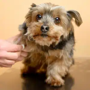 img-service-Grooming