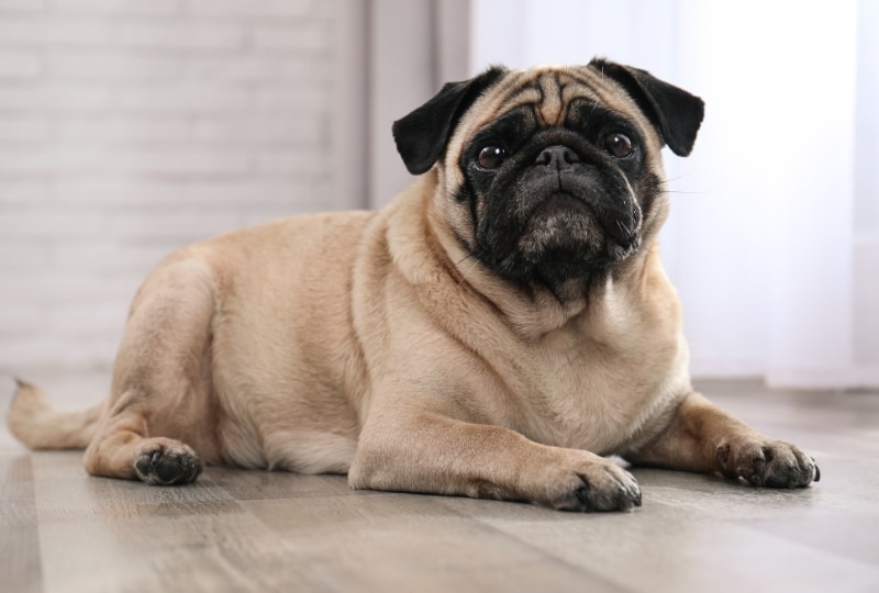 como-un-veterinario-detecta-problemas-de-salud-antes-de-que-aparezcan-los-sintomas