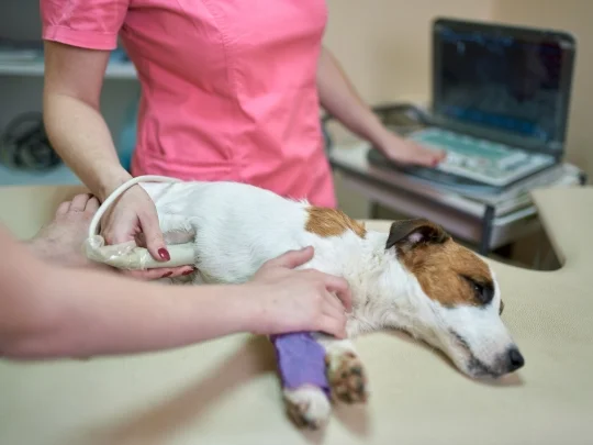 Jack Russell terrier lying on an exam table while a veterinary technician in pink scrubs performs an ultrasound on its belly