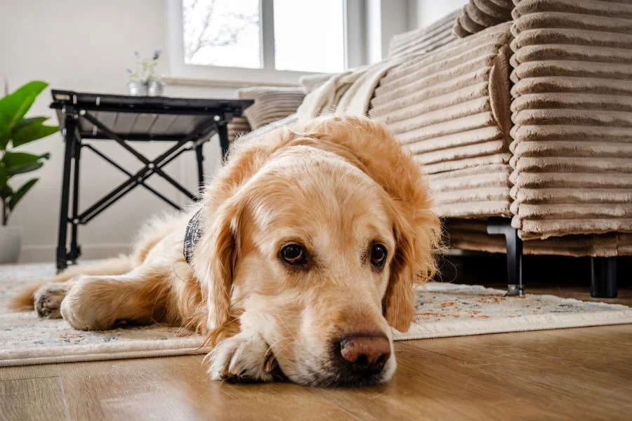 Golden retriever lying on the floor at home with its chin resting on its paws, looking tired or down