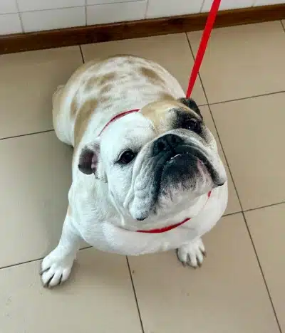 Bienvenido a la Clínica Veterinaria Gardenville