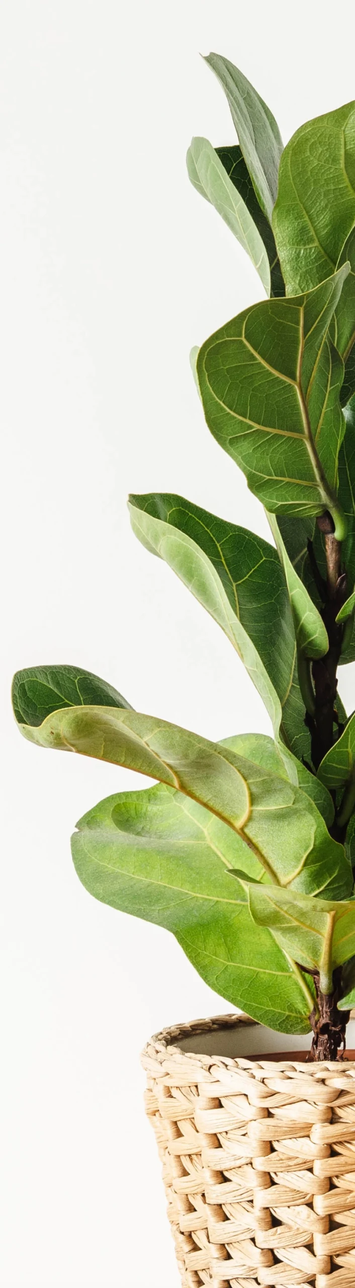 ficus lyrata houseplant fiddle leaf fig for decora