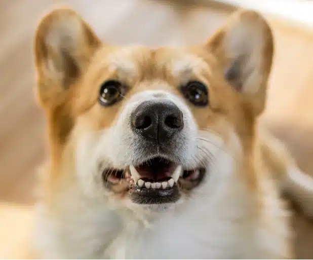 Dental