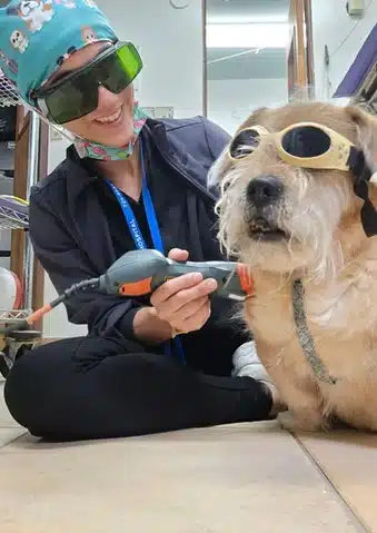 Staff administering laser therapy to a dog wearing protective goggles