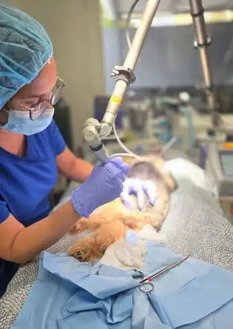 Vet using laser equipment during surgery on a small dog