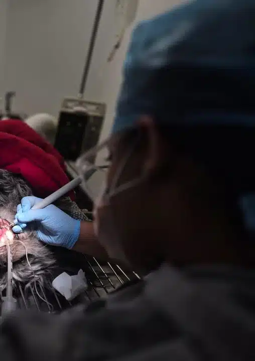 Veterinarian performing dental surgery on a dog