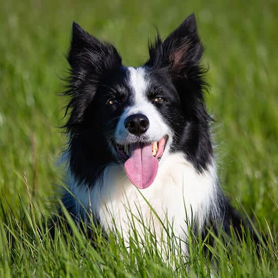 Black and white dog with tongue out sitting in green grass outdoors