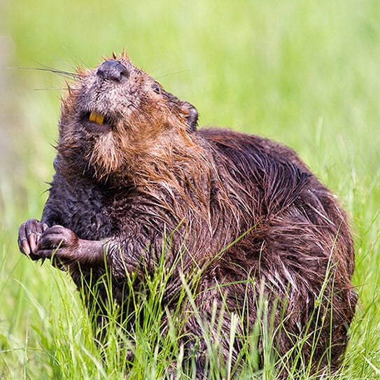 Nutria rodent sitting in grass, grooming its face with front paws outdoors.