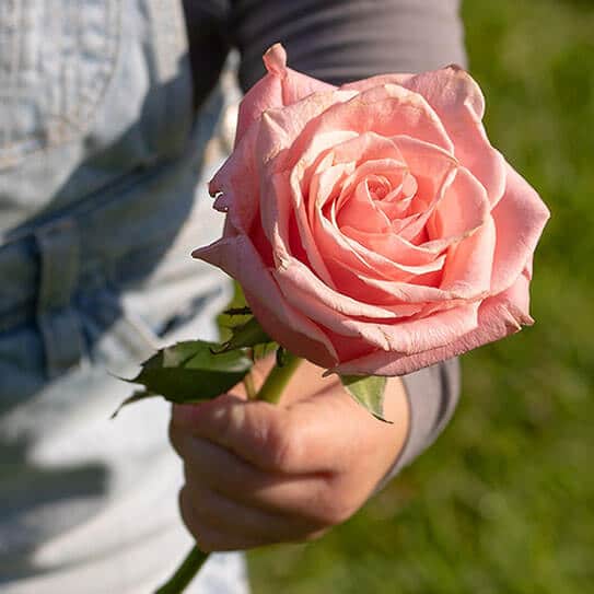 Person holding pink rose with green stem outdoors in sunlight