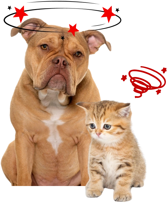 Dog and cat sitting together, looking toward the camera
