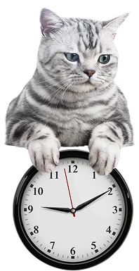 Cat sitting beside a clock