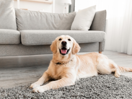 por-que-las-visitas-regulares-al-veterinario-son-esenciales-para-la-salud-de-su-mascota