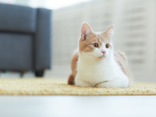 como-una-veterinaria-puede-ayudar-a-detectar-cambios-en-la-salud-de-tu-mascota