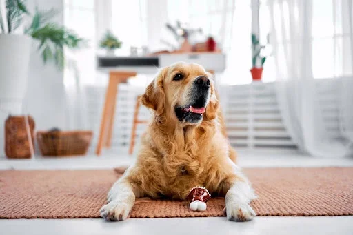 Dificultad para Respirar en Mascotas: Señales que No Debes Ignorar