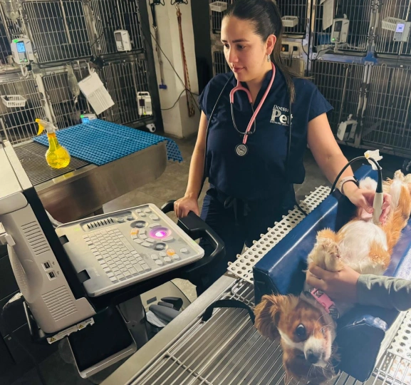 Veterinary staff member performing an ultrasound on a small dog in a clinic