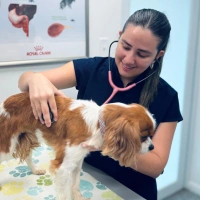 Veterinarian listening to a Cavalier King Charles Spaniel's heartbeat with a stethoscope