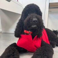 Black poodle wearing a red outfit sitting on the floor