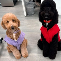 Two groomed poodles wearing purple and red outfits sitting together