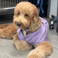 Groomed golden poodle wearing a purple outfit lying on the floor