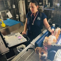 Veterinary staff member performing an ultrasound on a small dog in a clinic