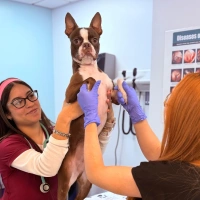 Veterinary staff examining a Boston Terrier held up on an exam table