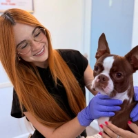 Veterinarian smiling and holding a Boston Terrier