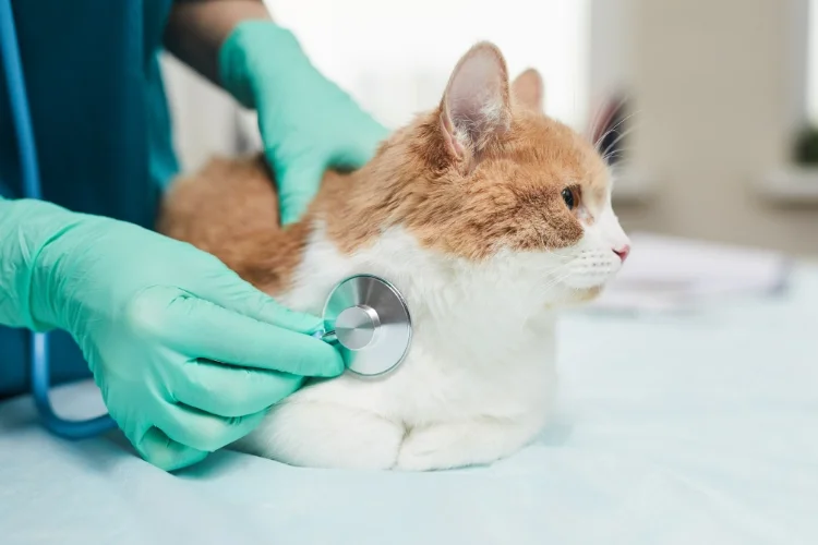 Veterinarian in teal gloves listening to the chest of an orange and white cat with a stethoscope