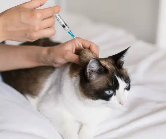 La Forma Más Simple de Proteger a Tu Mascota
