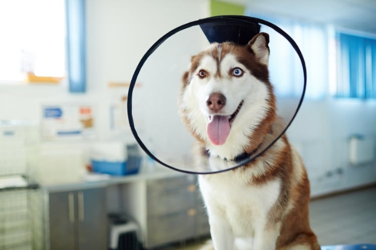mitos-sobre-esterilizacion-y-castracion-salud-mascotas
