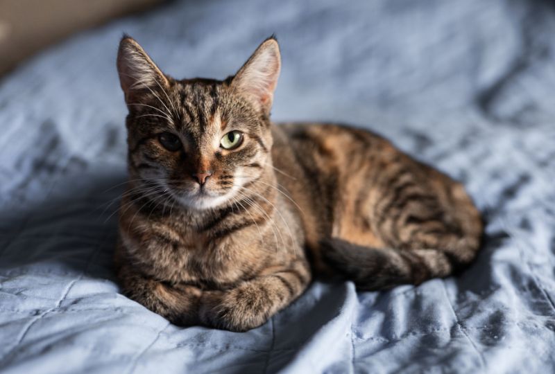 la-guia-definitiva-para-elegir-al-veterinario-adecuado-para-su-mascota
