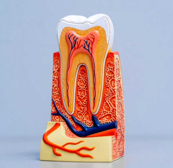 root canals treatment in charlotte