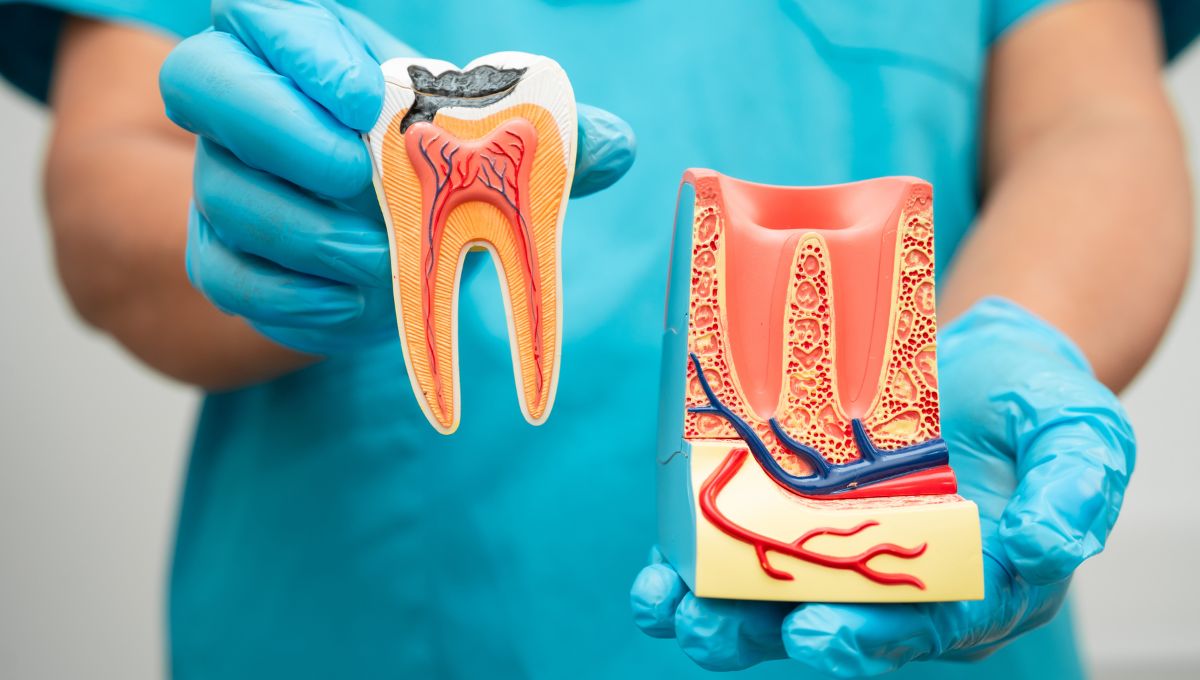 Root Canal Infections Prevention Seattle